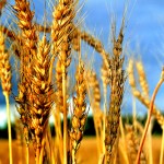 Wheat basking in winter sun